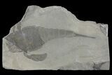 Eurypterus (Sea Scorpion) Fossil - New York #173031-1